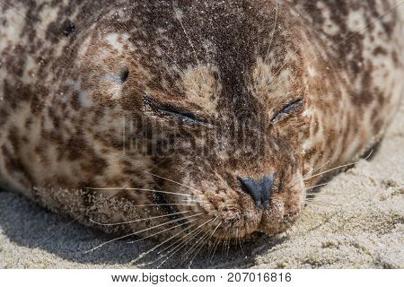 Close Up of Brown Seal Sleeping on sandy beach