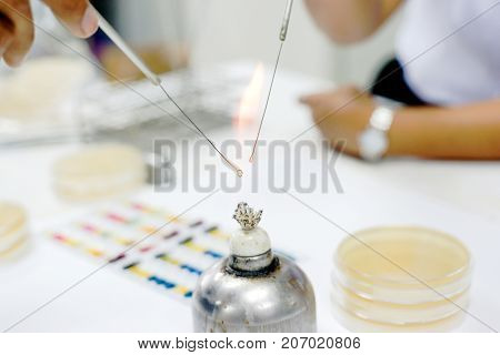 Microbiologist burn loop and needle by alcohol bunsen burner for aseptic technique