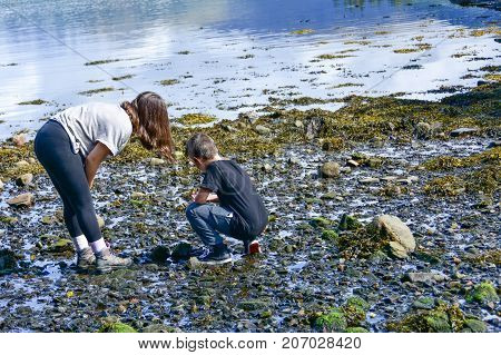 Sister And Brother Looking For Seashells On Loch Creran, Scotland