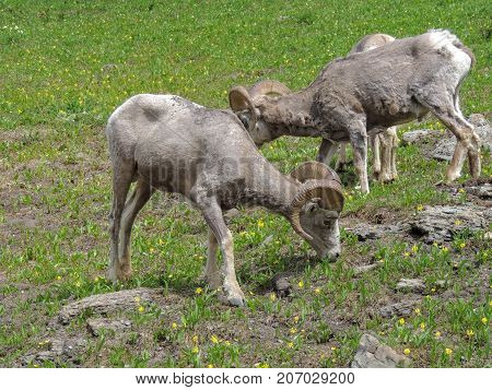 Big horn rams amongst the glacier lilies at Logan Pass in Glacier National Park Montana