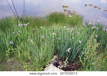 Blue Flag Irises (iris virginica) bloom along the shore of a small lake in Joliet, Illinois, during June.