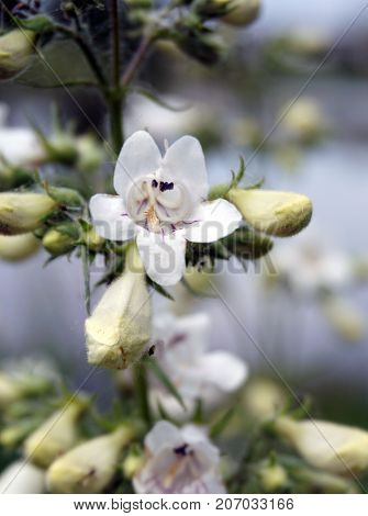 Penstemon digitalis (commonly known as foxglove beard-tongue, or talus slope penstemon) blooms near a small lake in Joliet, Illinois during June.