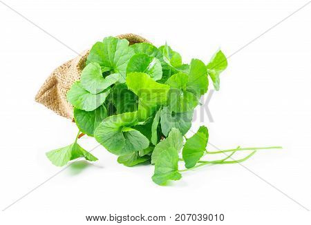 Fresh Centella asiatica Asiatic Pennywort leaf on white background