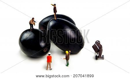 little figurines working hard to have tasty delicious and fresh plums on white background