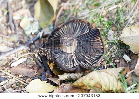 Brown mushroom laying upside down in the brown leafs