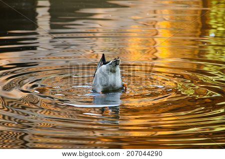 Mallard ducks in the big lake and ripples