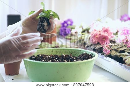 Growing violet- how to grow violet. Transplant flowers in pots. Florist transplant small violets.