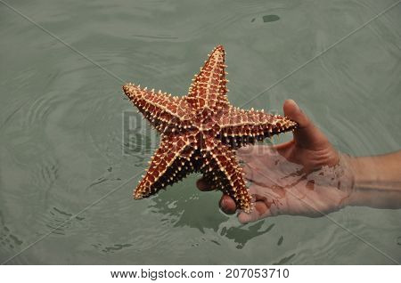 Starfish Oreaster reticulatus held in hand caught in the Bocas del Toro in the Caribbean in Panama