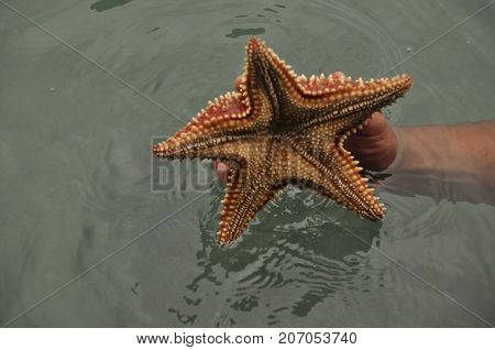 Starfish Oreaster reticulatus held in hand caught in the Bocas del Toro in the Caribbean in Panama