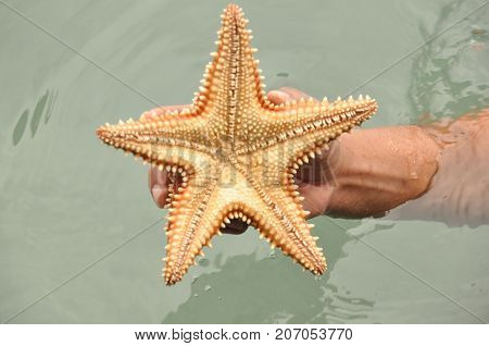 Starfish Oreaster reticulatus held in hand caught in the Bocas del Toro in the Caribbean in Panama