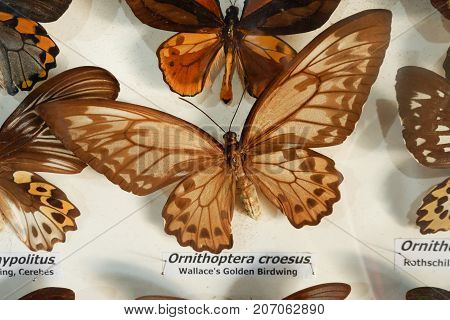 Ornithoptera Croesus or wallace golden birdwing in a museum