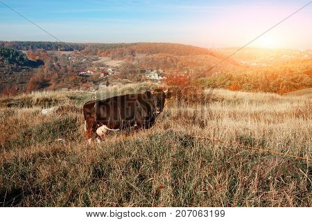 One Horned Black Cow Grazing On The Autumn Glade With Yellow And Green Grass On The Background Of Co
