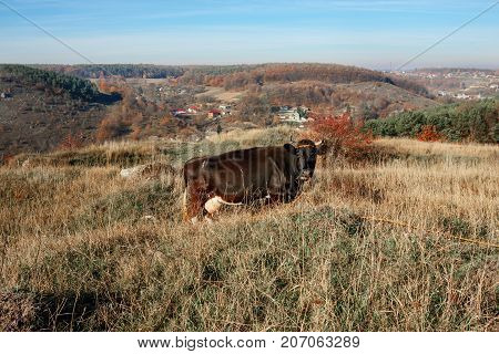 One Horned Black Cow Grazing On The Autumn Glade With Yellow And Green Grass On The Background Of Co
