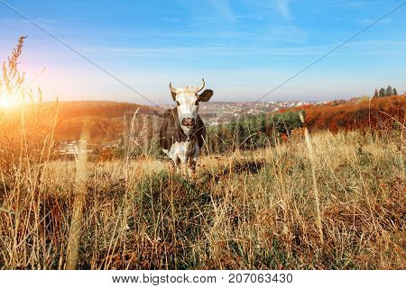 One Horned Black And White Cow Grazing On The Autumn Glade And Staring At The Camera On The Backgrou