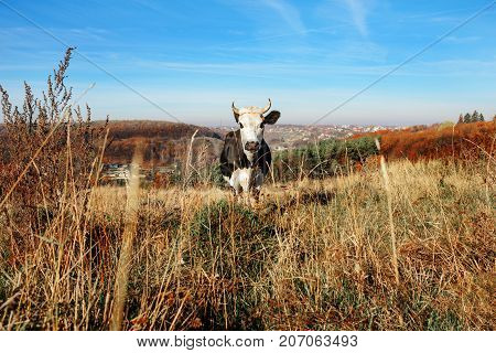 One Horned Black And White Cow Grazing On The Autumn Glade And Staring At The Camera On The Backgrou