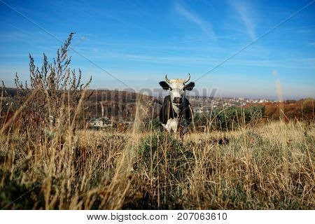 One Horned Black And White Cow Grazing On The Autumn Glade And Staring At The Camera On The Backgrou