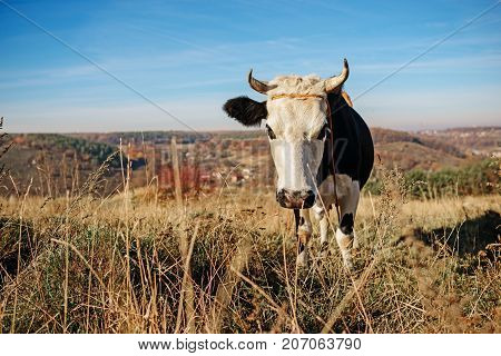 Close-up One Horned Black And White Cow Grazing On The Autumn Glade And Staring At The Camera