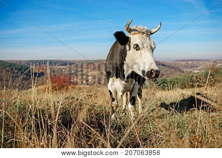 Close-up Horned Black And White Cow On The Autumn Glade Turend Face On And Looking At The Camera.