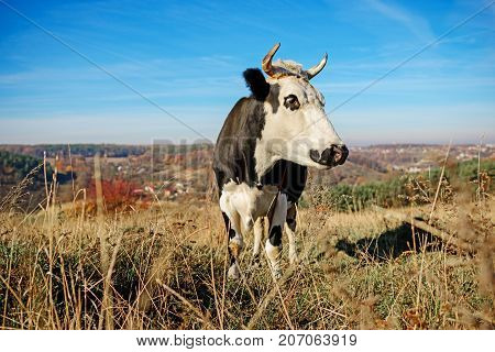 Close-up Horned Black And White Cow On The Autumn Glade Turend Face On And Looking At The Camera.