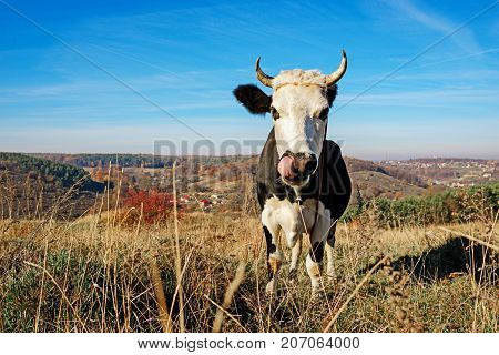 Close-up One Horned Black And White Cow Grazing On The Autumn Glade And Staring At The Camera