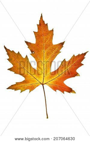 Autumn leaf. Colorful maple leaf isolated on white background.