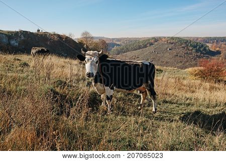 One Horned Black And White Cow In A Full Height Is Grazing On The Autumn Glade And Staring At The Ca