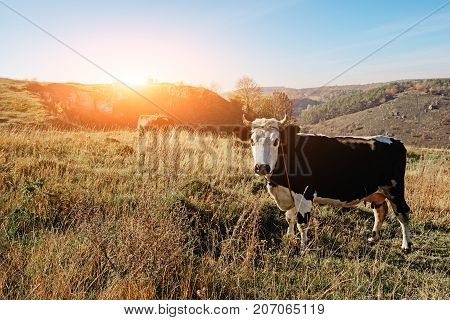 One Horned Black And White Cow In A Full Height Is Grazing On The Autumn Glade And Staring At The Ca
