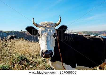 Close-up One Horned Black And White Cow Grazing On The Autumn Glade And Staring At The Camera