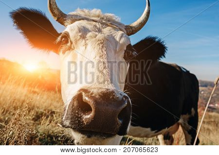 Close-up Face Of Horned Black And White Cow Outdoor. Cow Staring And At The Camera And Sniffing It