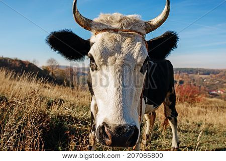 Close-up Face Of Horned Black And White Cow Outdoor. Cow Staring And At The Camera