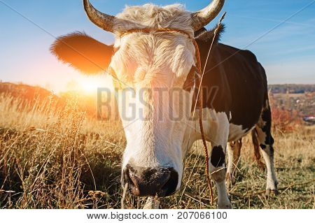 Close-up Face Of Horned Black And White Cow Outdoor. Cow Staring And At The Camera