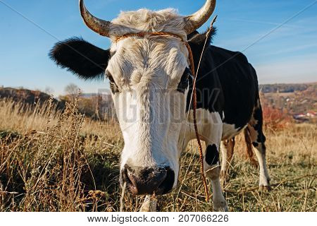 Close-up Face Of Horned Black And White Cow Outdoor. Cow Staring And At The Camera