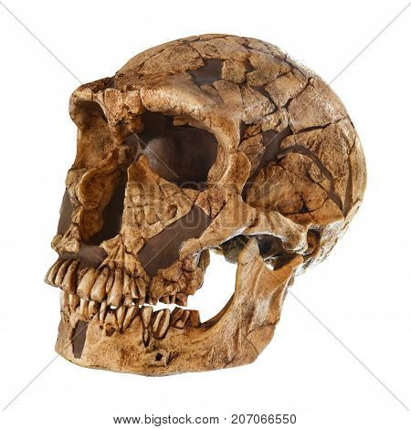 Homo Neanderthalensis Skull . ( La Ferrassie ) . Dated To 50,000 Years Ago . Discovered In 1909 In L