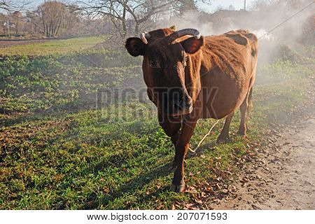 One Horned Brown Cow In A Full Height On The Autumn Fumed Glade Is Looking At The Camera