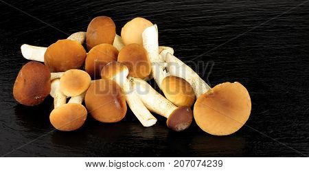 Raw pioppini mushrooms on a stone slate background