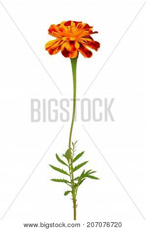 Tagetes flower isolated on a white background