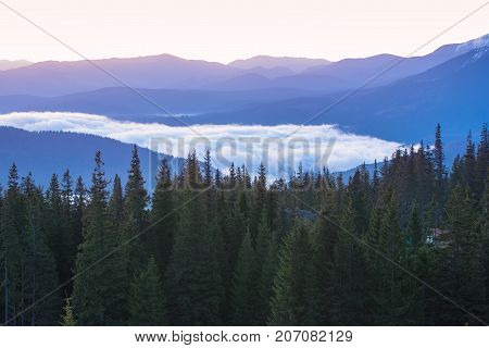 Foggy morning landscape with mountain range and fir forest in hipster vintage retro style