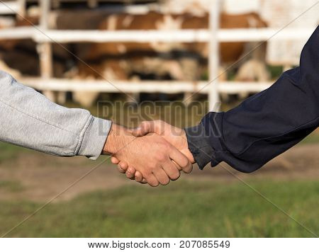 Farmers Shaking Hands In Front O Cows