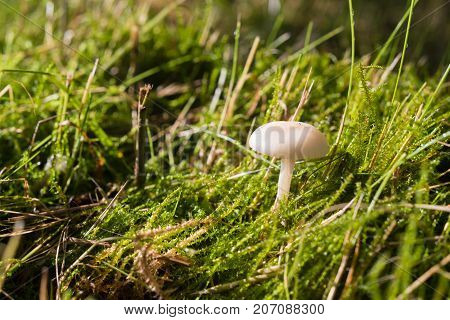 closeup of a small white mushroom hidden in the grass