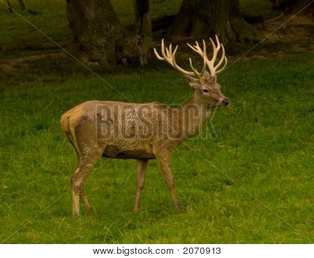Deer