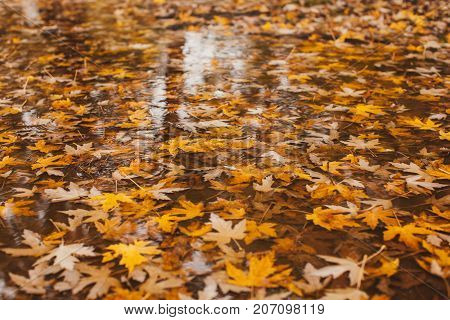 Macro view of yellow maple leaves in the pudde
