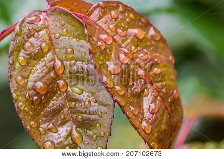 Rain drops on autumn leaves macro. Seasonal decay of vegetation. The ecosystem of nature. The green lungs of the planet. Dew on the plant surface.