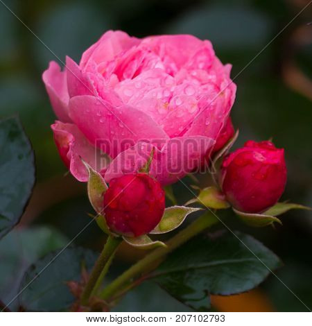 Buds pink rose with dew drops in the garden. Beautiful flower after the rain flourishing close.