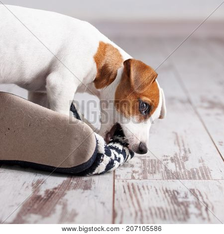 Puppy gnawing at home slippers. Naughty pet