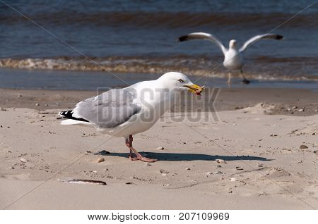 A seagull sitting on the beach on the Northern Geman Island of Borkum