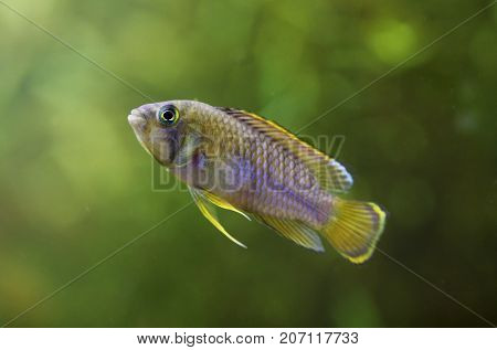 Image of a Apistogramma Nijsseni in a fish tank