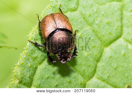 Detailed Macrophotography Of Beetle Bug Creeping On The Green Leaf