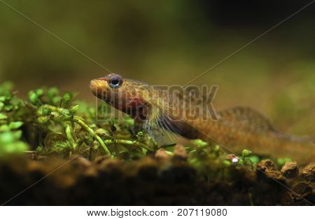 Image of a Rhinogobius Wui in a fish tank