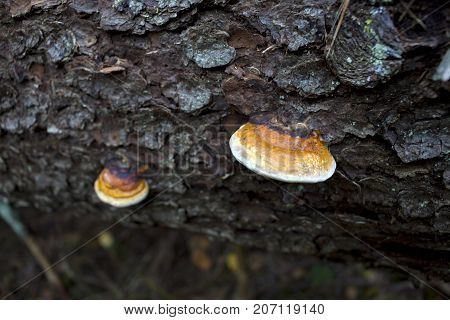 Two poroid fungi growing on a fallen tree trunk