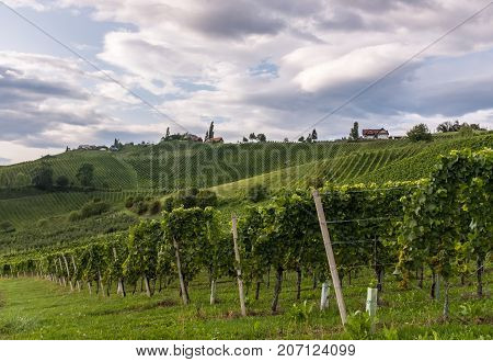 Vineyard along the south Styrian vine route in Austria Europe